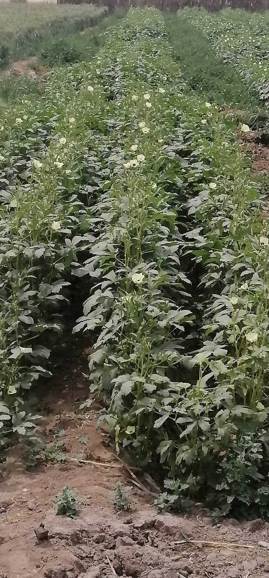 بذور بانيه • درجة اولى • بابل