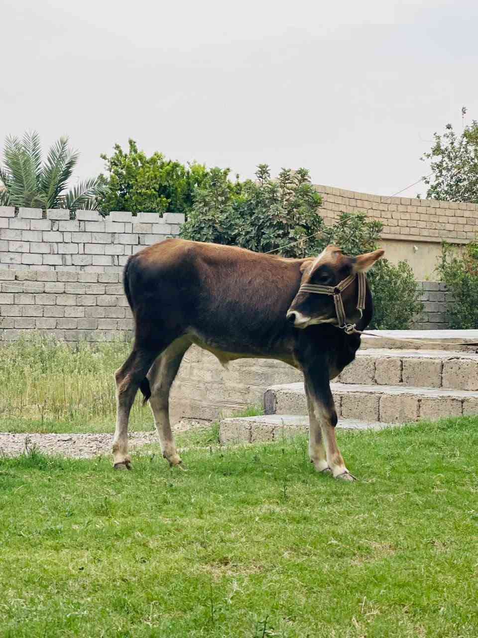 جوز • نظيف • الشرقاط الخضرانيه