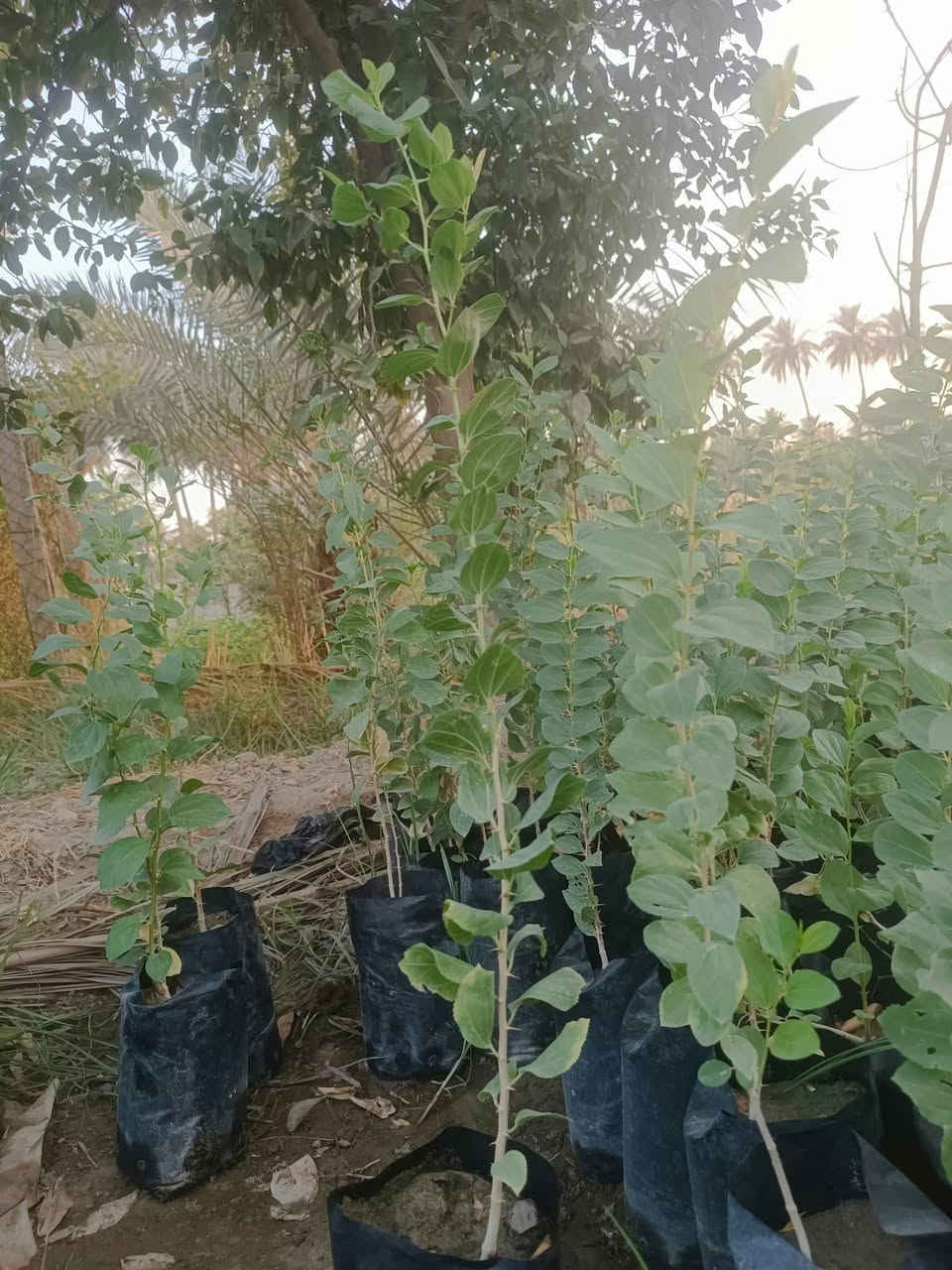 سدر حشري • جاهز للتطعيم • حله المچرية