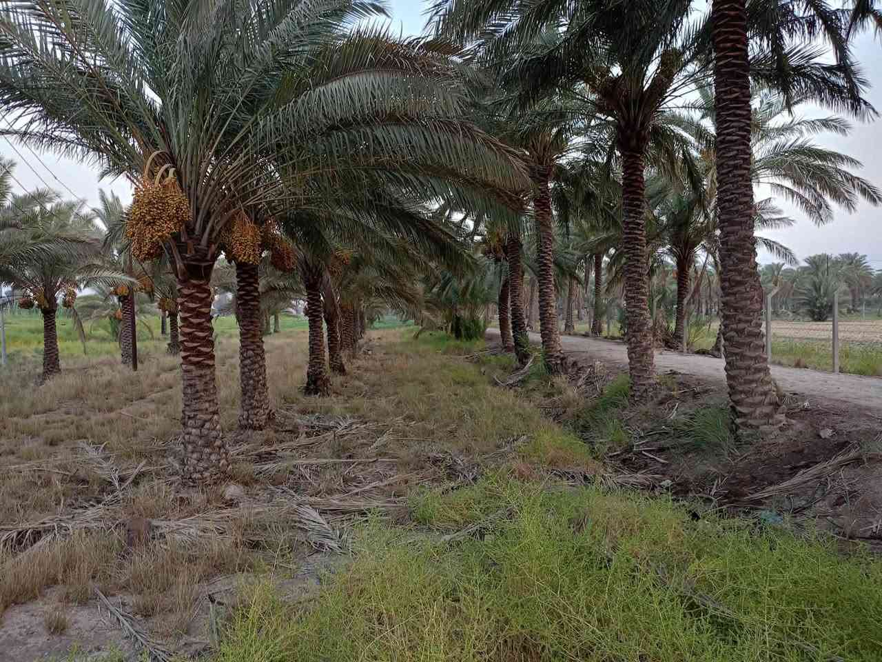 دونم للبيع موقع مميز جدا على الشارع العام المحاويل بين بيت أبو الطياره والبانزيخانه

مواصفات الأرض طابو زراعي سند 25 بستان واجهة 25 متر ونزال 100 تحويل مباشرة من المالك في طابو المحاويل ًً،،،متوفر كل الخدمات ماء أسأله ونهر سقي وكهرباء وتبليط ومسيجه ومزروعة عدة أصناف من النخيل 

الأرض تصلح للاستثمار السكني والتجاري لموقعها المميز على الشارع العام حله بغداد 

قريبة جدا على المدارس والأسواق والمستشفيات ودقائق ايضاً عن الكراج الموحد وقريبة من طريق مطار كربلاء المقدسة الجديد 

الاستفسار والمعاينة والسعر يمكنك التواصل عبر الرابط الخاص 

***********

ومكتب البوظيف بإدارة الشيخ حسين علي الصالح 

https://api.whatsapp.com/send/?phone=201040175849&text&type=phone_number&app_absent=0&wame_ctl=1
