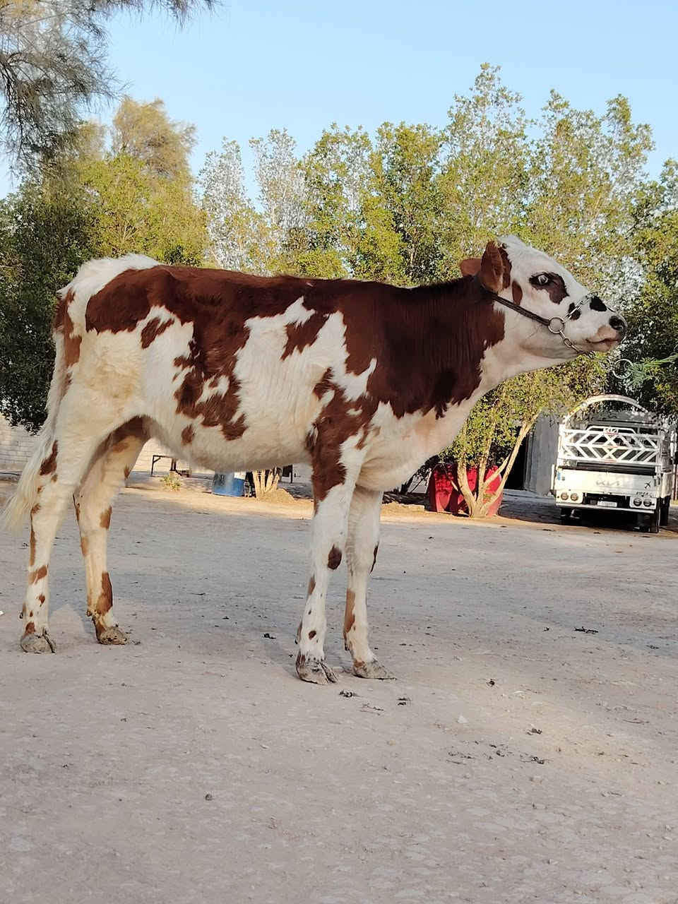 ماشاء الله تبارك رحمان دابه لبيع فريزية زراعية ام ثالث بطن وراها لقاح سمتال وماخذه لفحل شهرين ونص صاحبت ماعون وشطر تحلب وكتين وينه ليدور حلال نظيف وحلو مالت جناي شرط لحليب ودسامه خير من الله مشروطة كافه شروط لجني لسعر 2750 لمكان بابل شوملي لسفسار ***********,///***********
