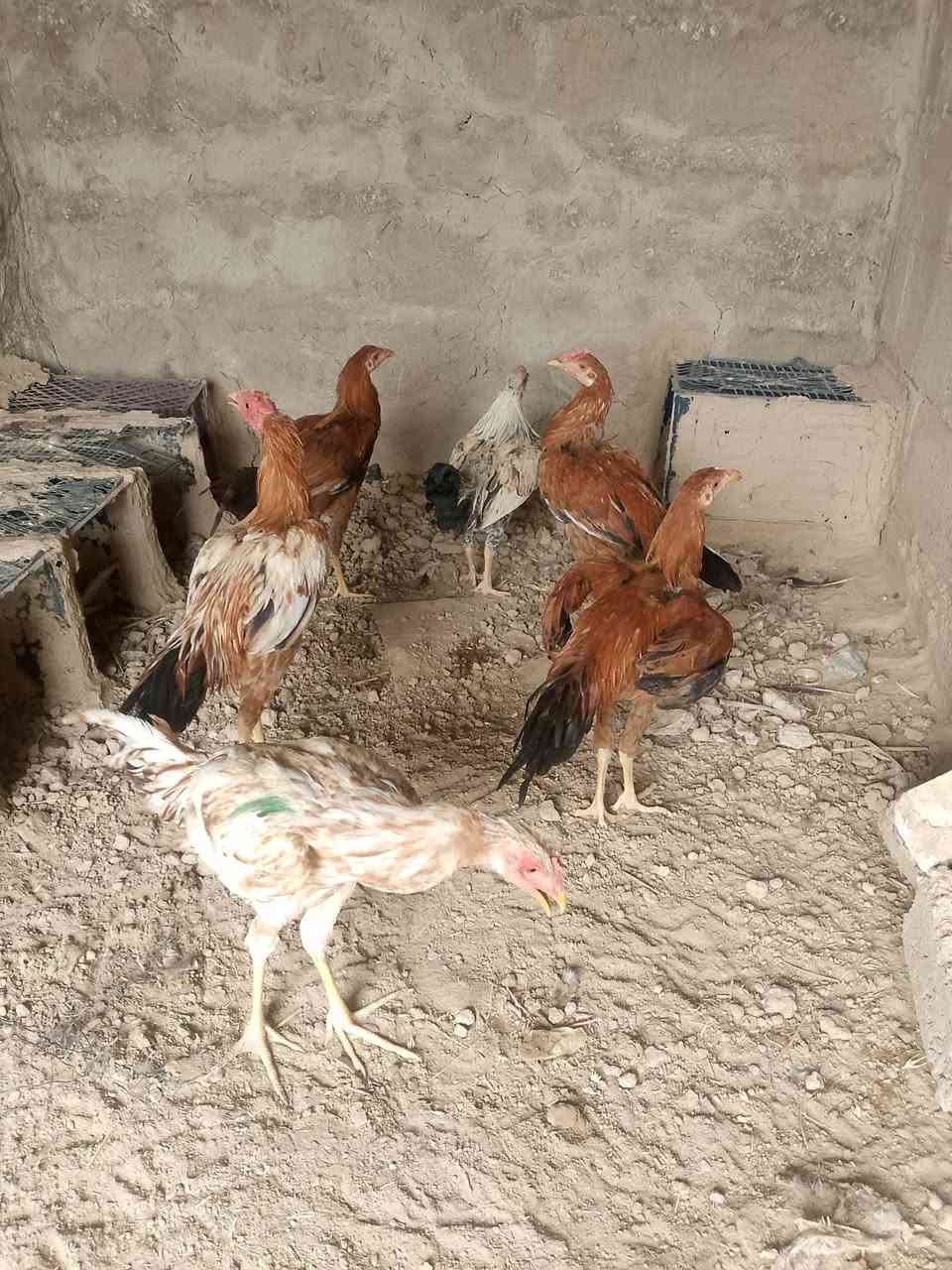 ديوجه • ٦ قطع • للبيع
