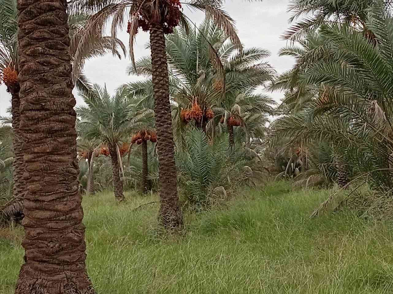 بساتين الازري • ١٧دونم • نخل عمر واحد