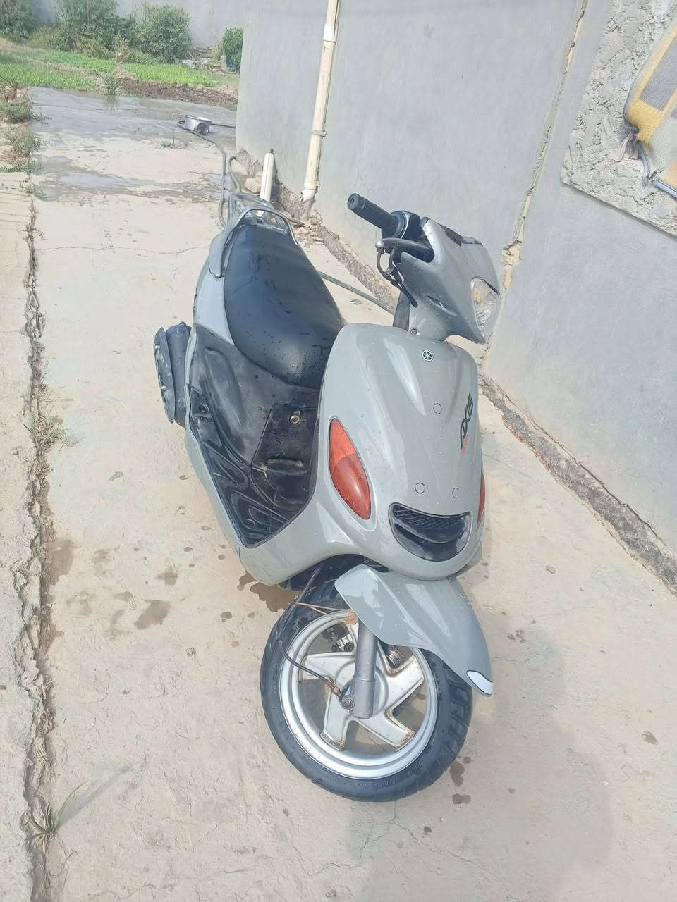 أكزز • ياباني • فحل