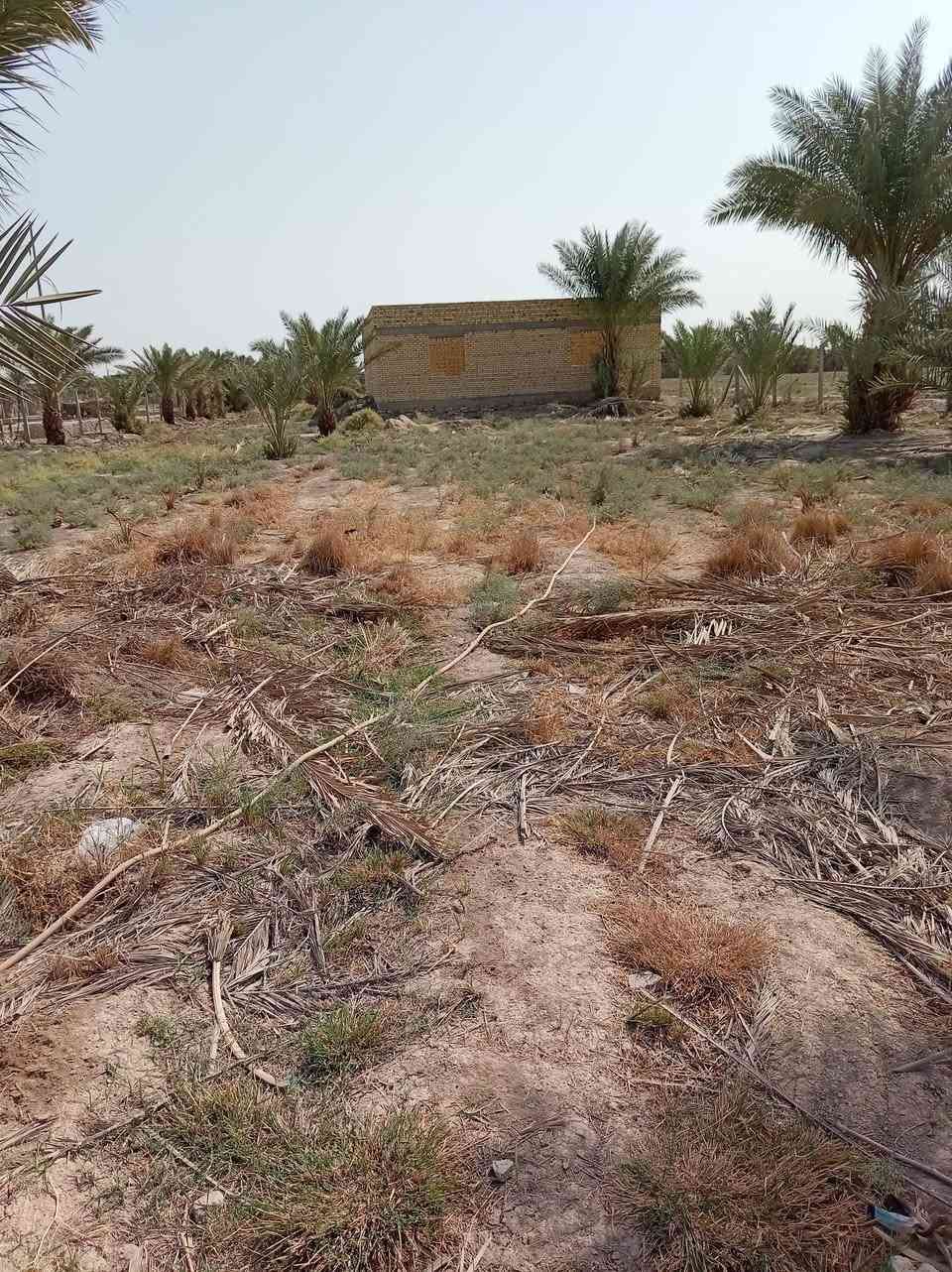 ناحية المجد • ٣ دونم • ٧٠ نخلة