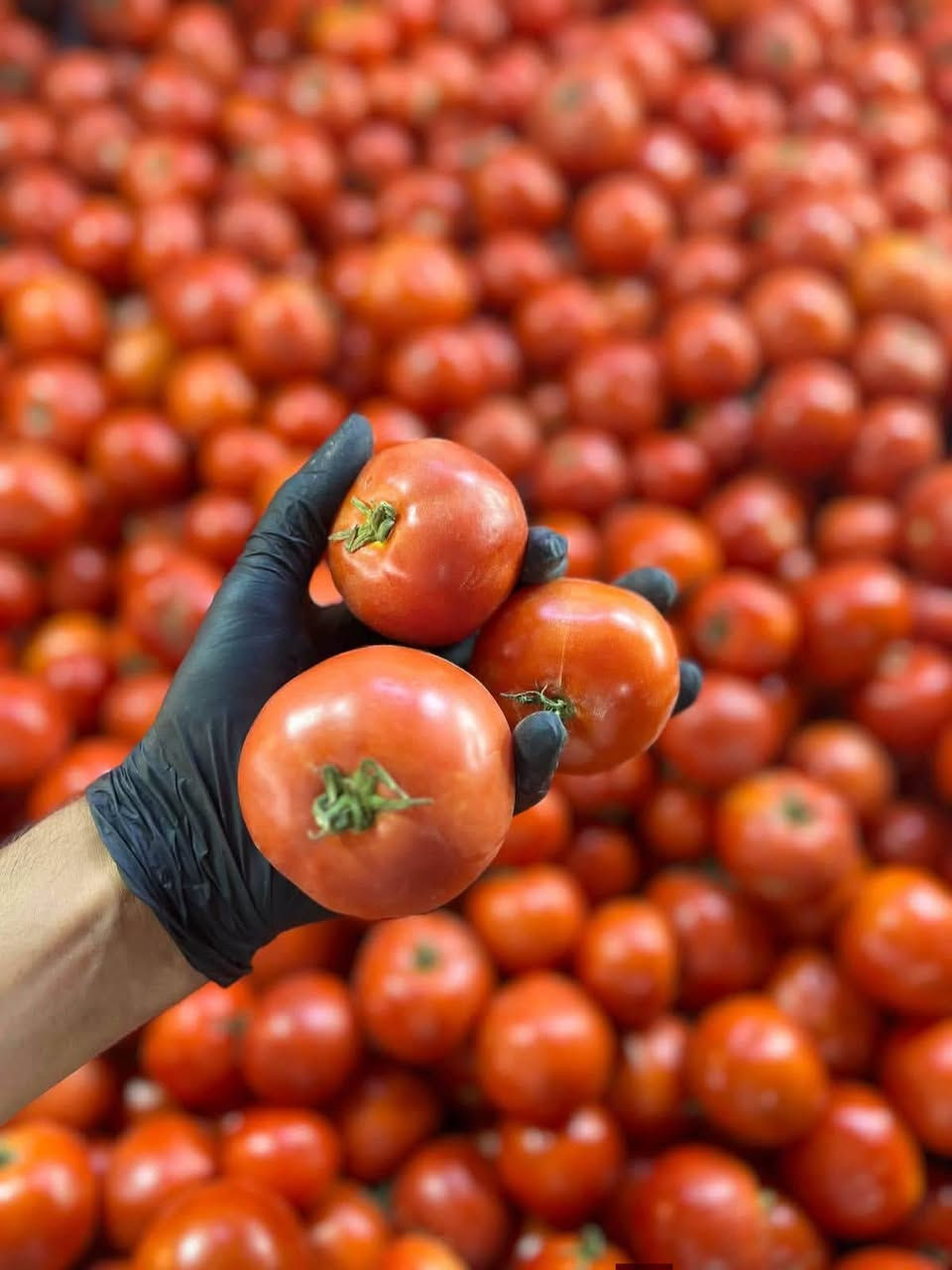 ماكو داعي تطلع للسوق بالحر والازدحام !
خضارك 🥦 وفاكهتك 🍓 توصلك لباب البيت 😌

اطلب الان المسواك الي تريده من طويريج دلفري
 وخليك مرتاح بالبيت 🍏🍋🥑

كل شي طازج وفريش يوصلك جاهز ونظيف
واي شي مايعجبكم يرجع مع المندوب .

التوصيل داخل طويريج والمناطق القريبة📍
وقت العمل من الساعة 8:30 صباحاً لغاية الساعة 12:00 منتصف الليل.
اطلب الان على الواتساب: ***********
طويريج دلفري ... خليك مرتاح 😌
#طوريج_دلفري #توصيل #طويريج #طلبات

