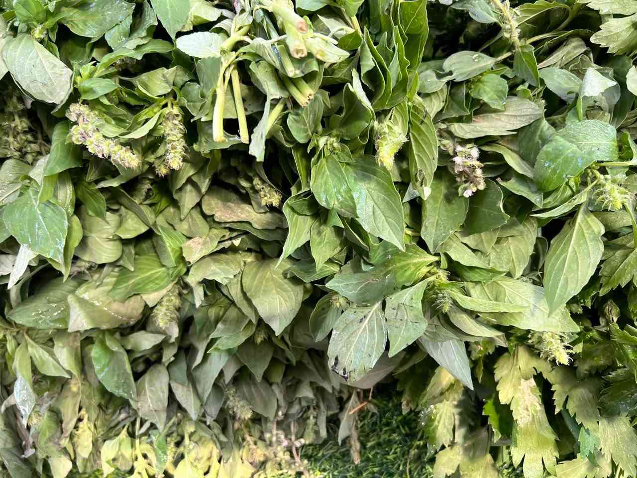 خضرة • مرتبة ١٠