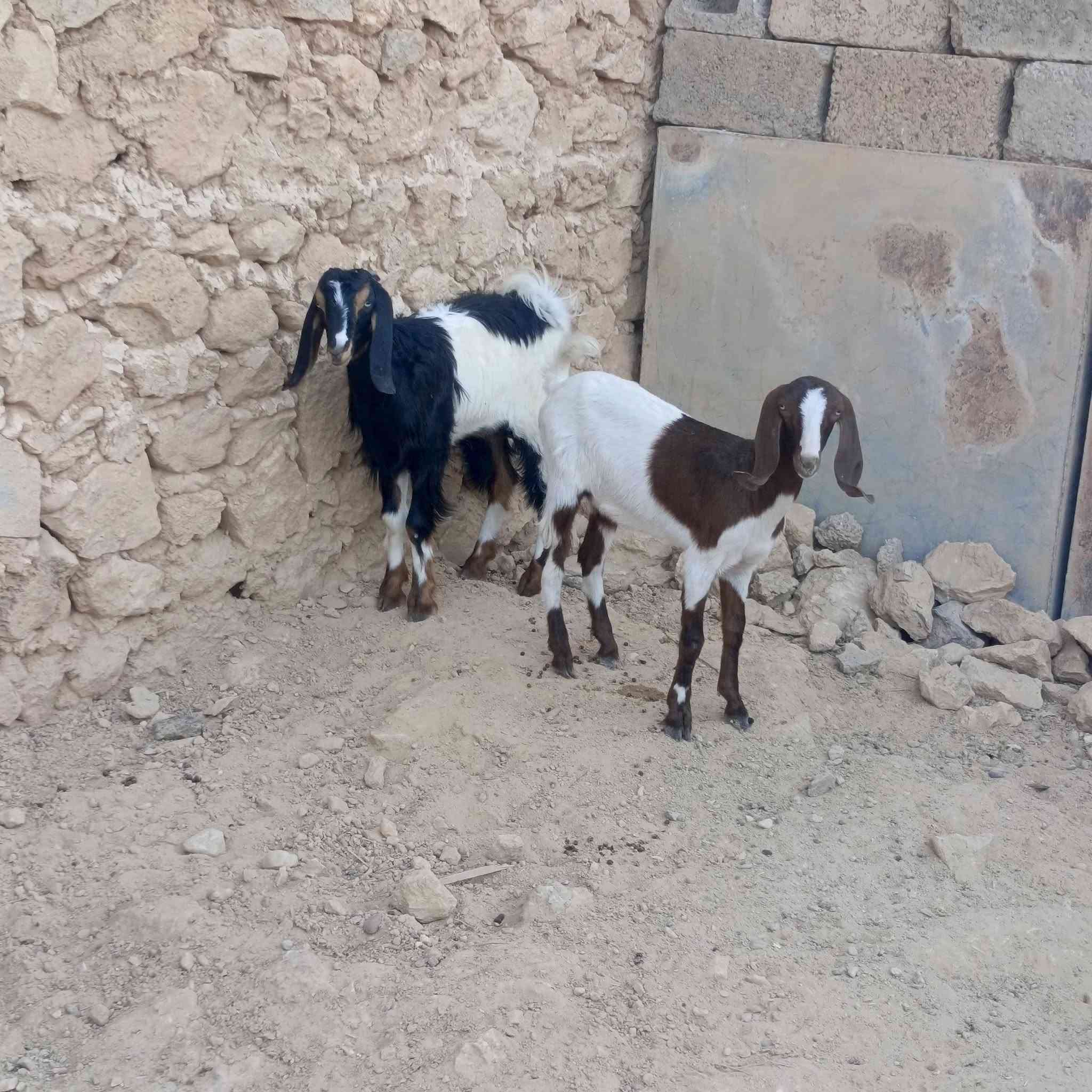 زوج • مضربات بشامي • حلال نضيف