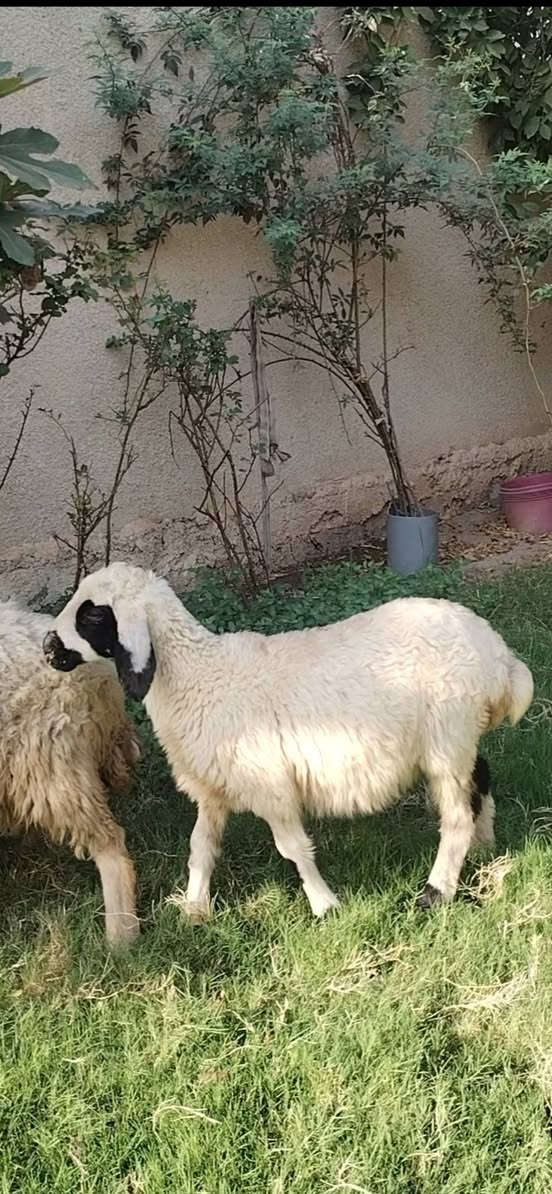 السلام عليكم بسم الله ما شاء الله
زوچ/ طلي فحل وفطيمة  مال ربط شرط النصاحه السعر455 وبيهن مجال بسيط 

العنوان بغداد التاجي

***********  واتساب

***********  واتساب
