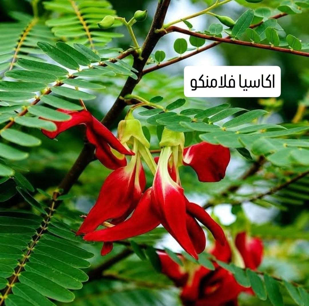 أشجار مميزة • بابل شارع 80 • توصيل جميع المحافظات