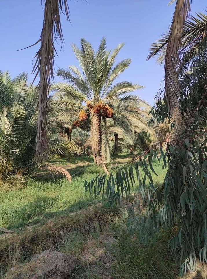 السلام عليكم 
بستان للبيع
المساحة 13 دونم طابو زراعي سند 25 باسمي تحويل مباشر
الموقع قضاء المحاويل قرية الشيتية
عدد النخيل اكثر من 400 اصناف منوعة شرسي خستاوي زهدي خضراوي بربن ديري
يبعد عن التبليط مسافة اقل كيلو 
ماء متوفر يحدها نهر من الامام والخلف
للاستفسار الاتصال على الرقم ***********
