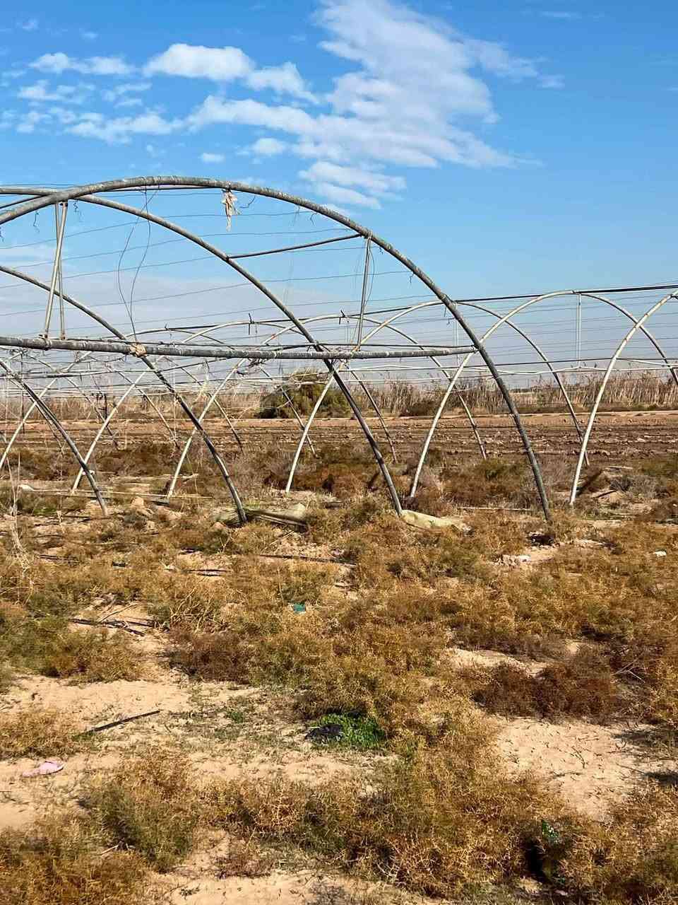 السلام عليكم بيوت زجاجيه البيع الاردني 24 قوس طول 58متر ونص بس حديد المكان بابل جبله زبيدي الاستفسار اتصال ‏‪***********
