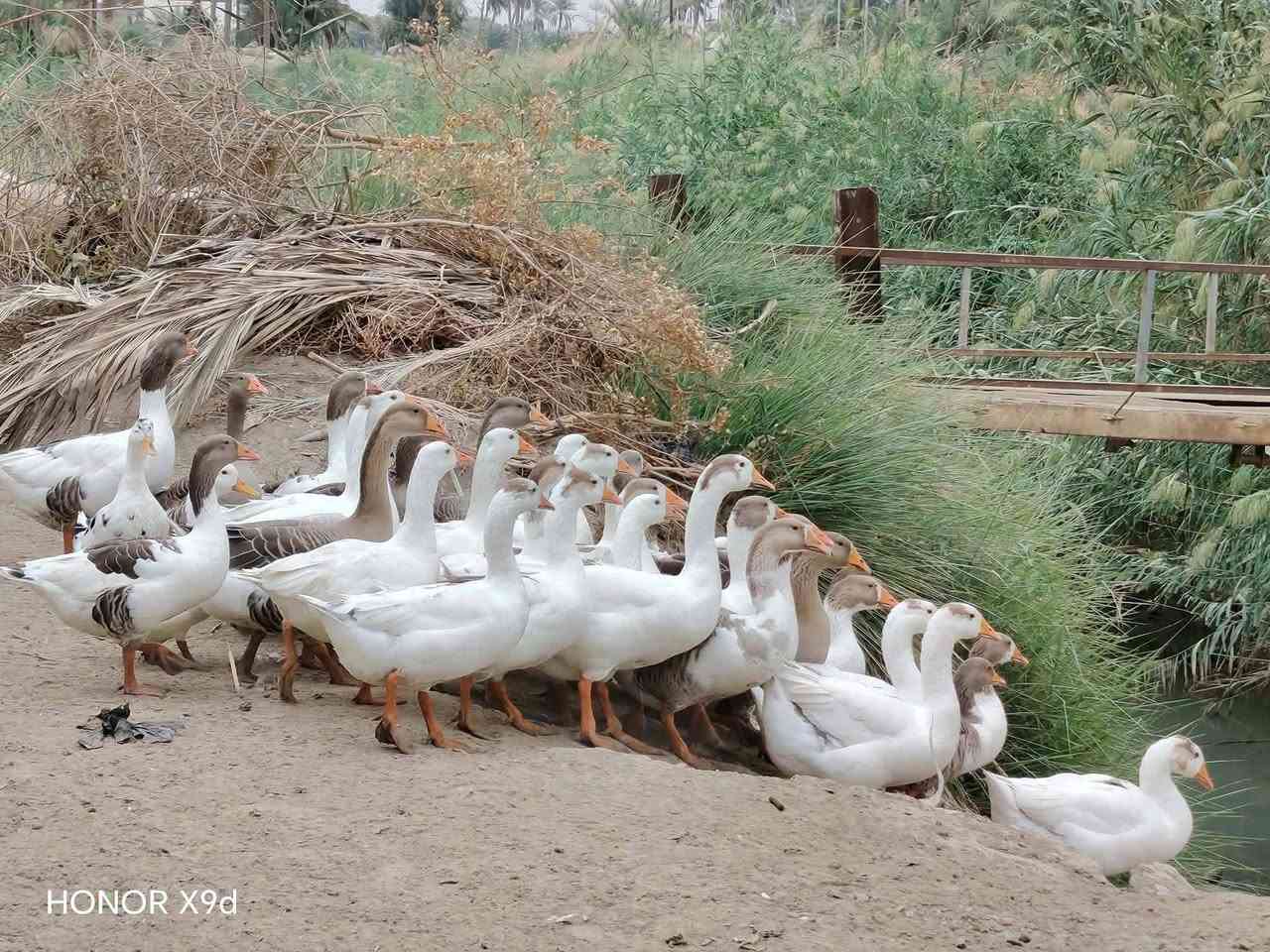 هونر X9d • شلعة كاملة • الشامية