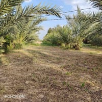 تلث دوانم لبيع طابو زراعي سند خمسه وعشرين لجبه ١٥٦ ونزال ٤٨ مكانهن ناح...