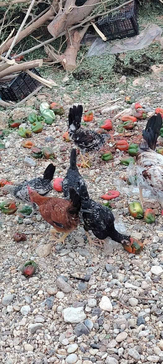 ديوكة • ١٧ • هيت المعموره