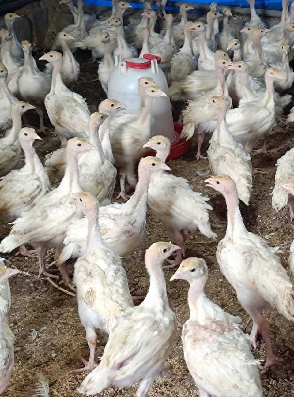 ٤٥ دانه • توصيل • عەربەت