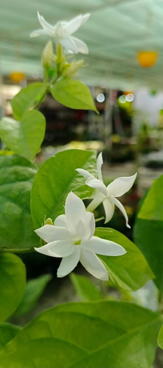 🍃مستـعدون🍂 ، لـترتيب🐦 الحدائق المنزلية 🏝️🏘️
وزراعة النباتات، 🌾🌴🌱والازهار، 🌼🌺🌻وقص الثيل.🌾🌾
وعمل الديكورات والتصاميم،الحديثة للحدائق،، بواسطة الاحجار الملونة           📍
ونعمل على تصميم  💦والنافورات  التواصل 
على الرقم التالي ***********
