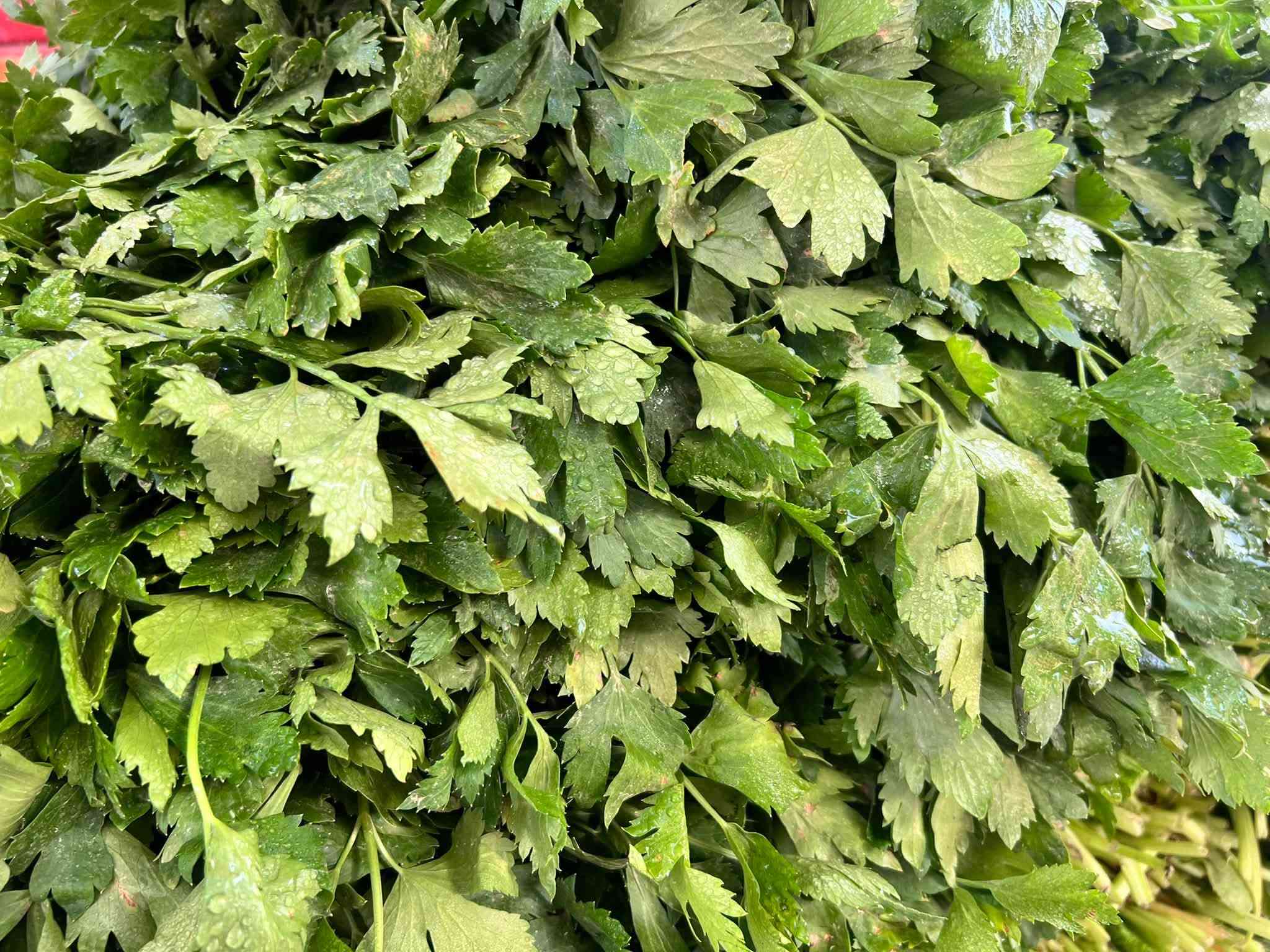 خضرة • مرتبة ١٠