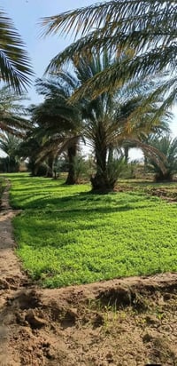 الشيخ عامر • ٢٥٠٠م • طابو