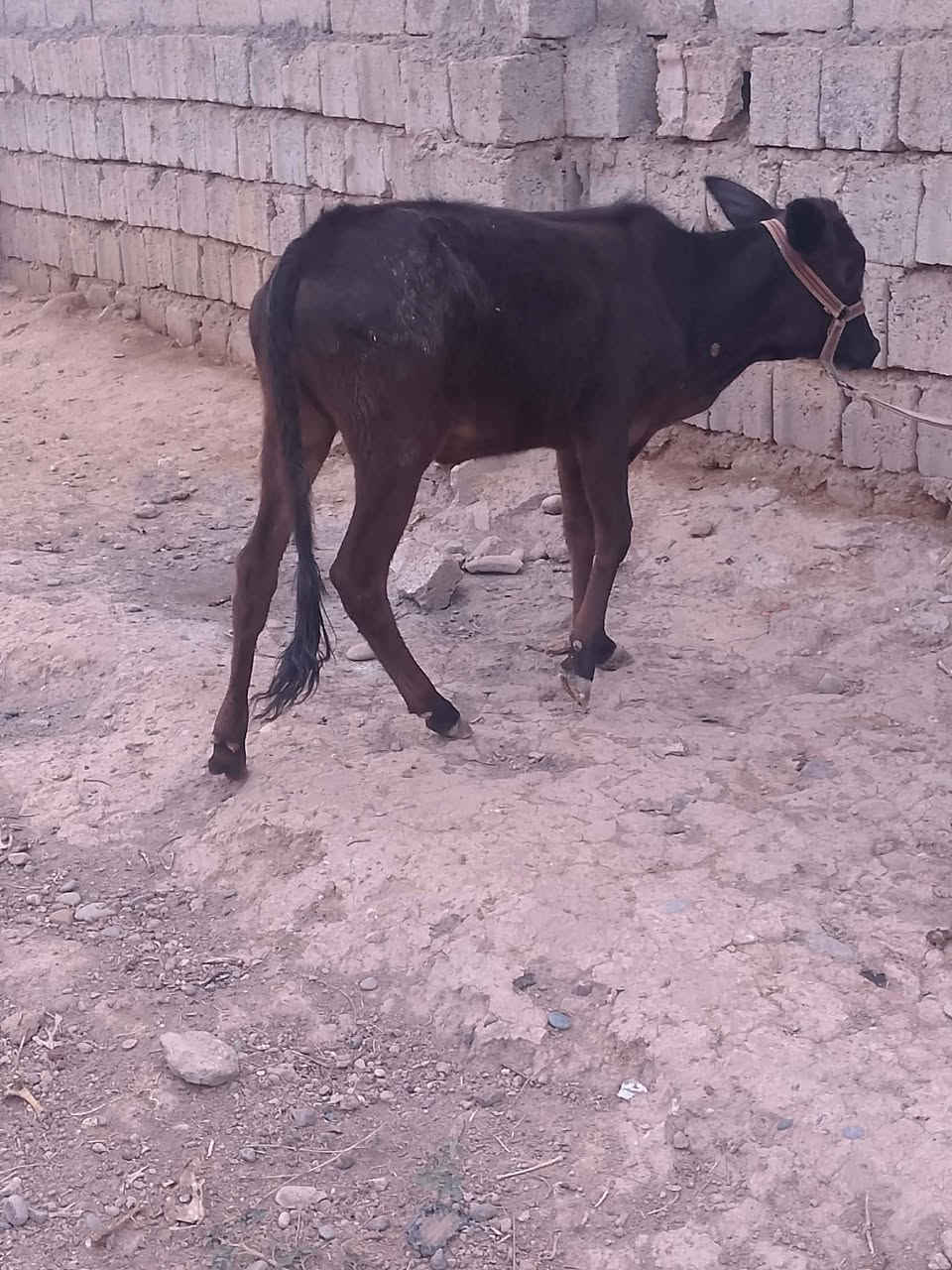 حوليه • للبيع • قابلة تفاوض