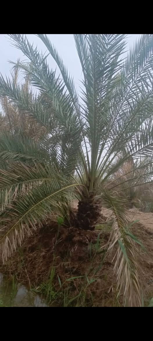 نخلة برحية عراقية اصلية للبيع الشراي يدخل خاص ***********
