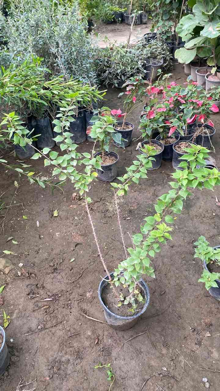 جهنمية بنفسجية • ياسمين عراقي عطري • توصيل محلي