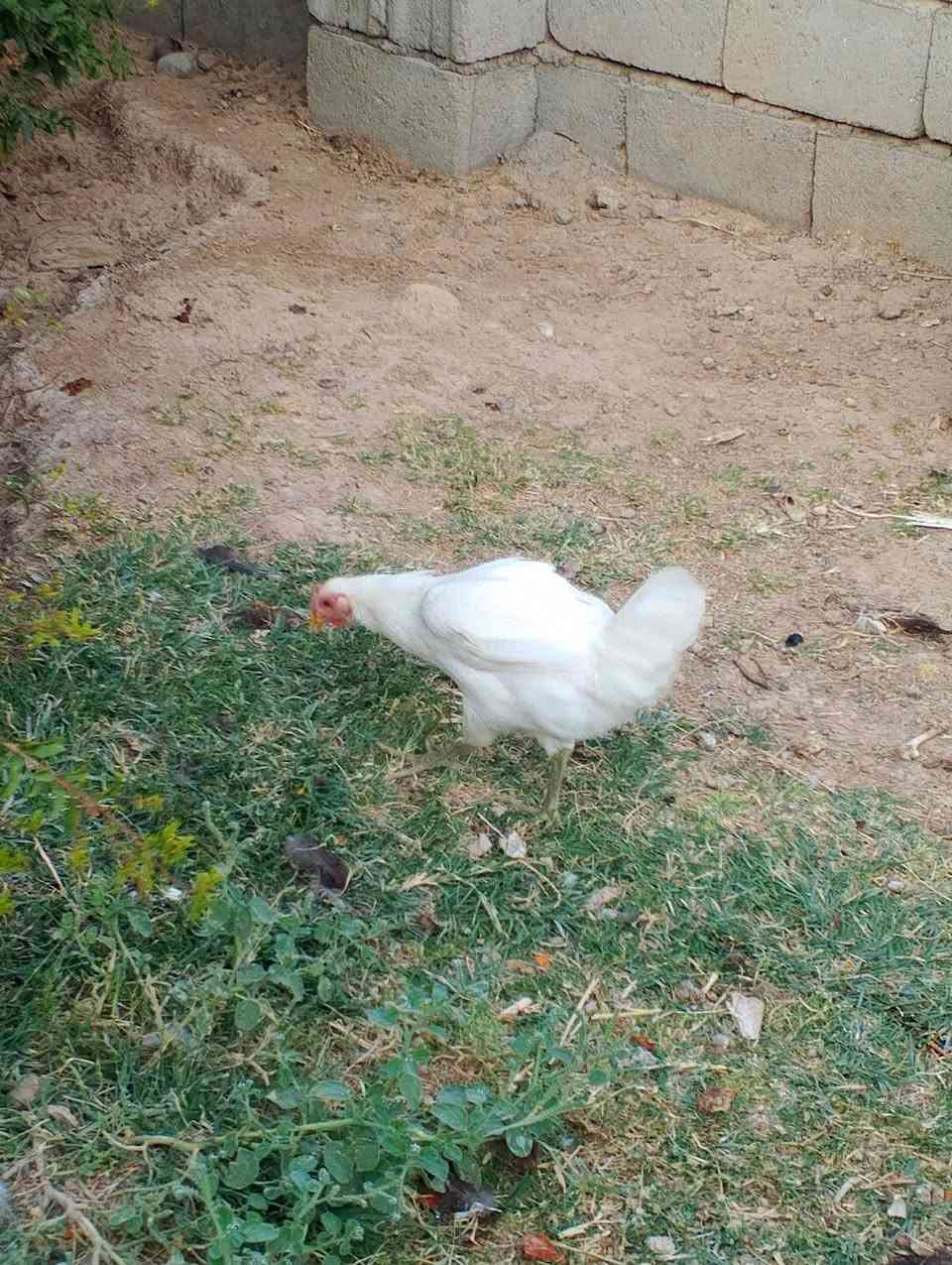 السلام عليكم يوجد دجاج عرب +ديوكه مال سنه ومال العام فروخ كبار ينعرف ديج من فروجه عرب+هراتي +علط
#هــــــــ***********
السلام عليكم يوجد دجاج عرب +ديوكه مال سنه ومال العام فروخ كبار ينعرف ديج من فروجه عرب+هراتي +علط

