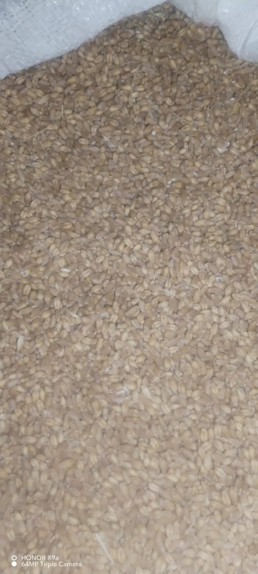 حنطه باجران • حنطه نزار • ٢٠ طن