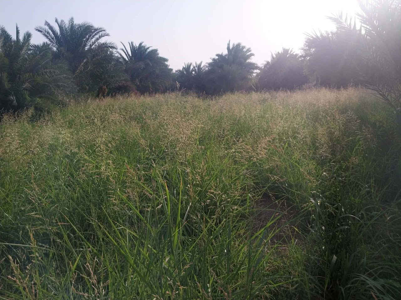 ارض زراعيه للبيع مساحته دونم يوجد فيهاا تقريباا 30 نخله ماي وكهرباء وكلشي متوفر بيها تقع بين الشط والشارع العام مقابيل اذاعة الغراف لتواصل 
***********
