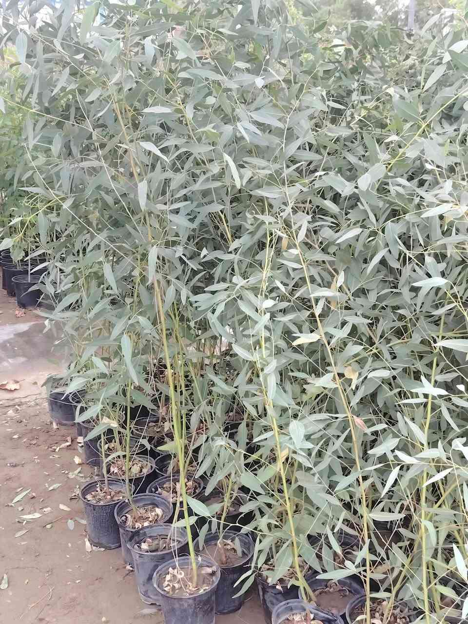 قالم طوز خشن • قالم طوز مطعم ليمون • مشتل الاخوين اسفستار