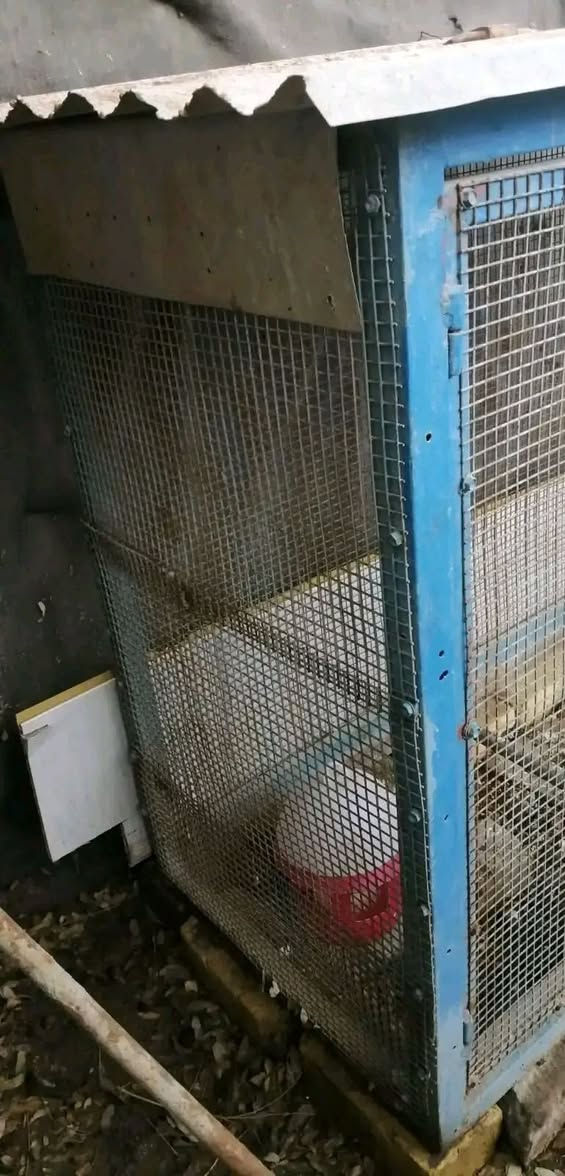 قفص حديد ثقيل  شغل درجة اولى .. سيم بي ار سي فتحات ناعم قوي جدا .. برغي مو لحيم .. قياس ارتفاع متر . وعرض( متر و٦٠) (  ونزال ٥٥)  .... ب50 وبي مجال مكاني حلة / سياحي ***********  \ ***********
