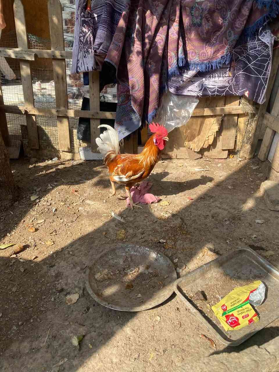 ديج ذهبي • بصره قرنه • توصيل