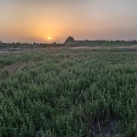 طريق سيد محمد • ٣ دونم وثلث • ماء كهرباء