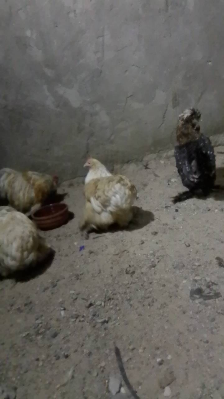 سيت كوشن • كولدن • بصرة براضعية