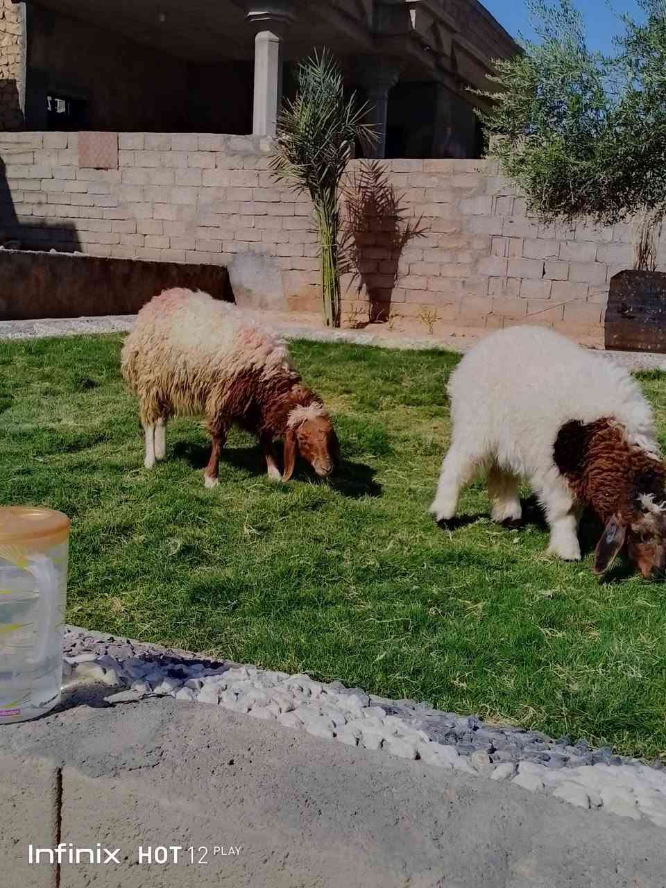 فطايم ثنين شرط النصاح يرهمن ربط ويرهمن ذبايح السعر ٤٧٠ السكن القائم الكرابله لتواصل***********

نص مكتوب في الصور:
- Infinix HOT 12 PLAY