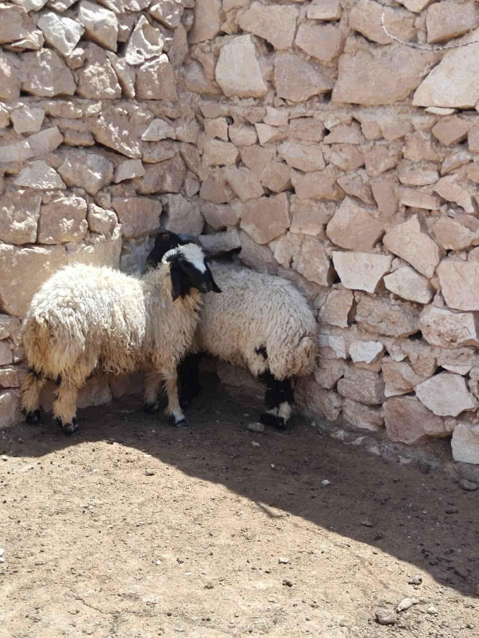 زوج طليان مربوطه جوه علف شعير حنطه خبز شرط يذ تنبشم ترجع شتريد ترهم كصابه فحل كلشي ترهم خشنه وسمن حلوات شرط نصاح سعر خاص مكان بروانه سنجك يوجد توصيل حسب لاتفاق ***********
