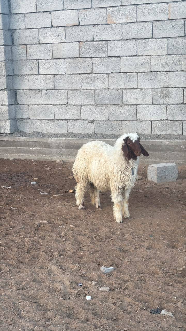 طليه • بغداد الأمين الثانيه