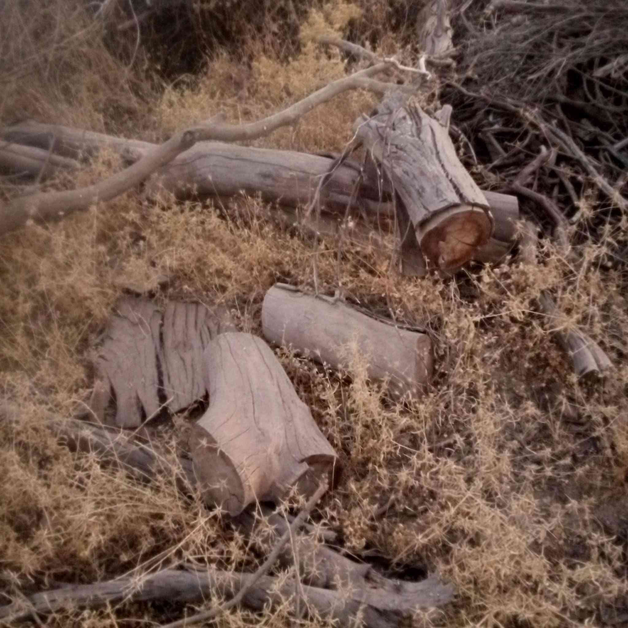 السلام عليكم
يوجد حطب للبيع اخضر ويابس الشراي يتصل ***********
