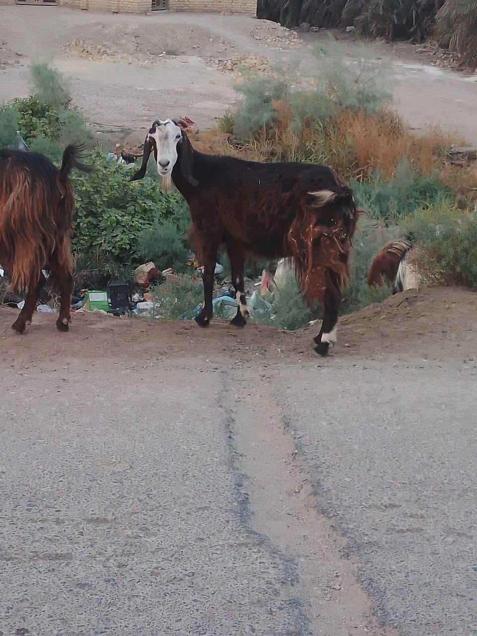 صخول • سماوة السوير • سبوع