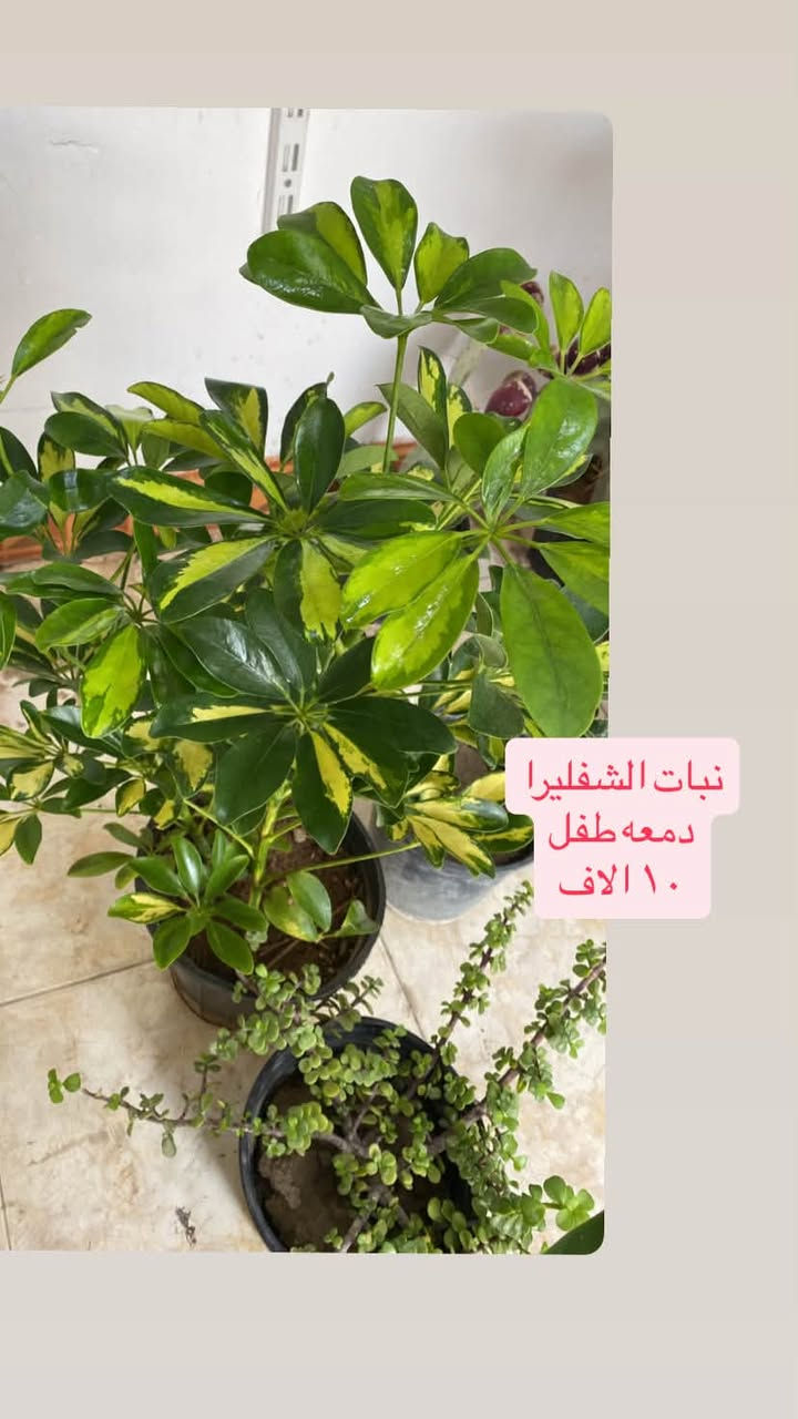بلاب • شفليرا • دمعة طفل