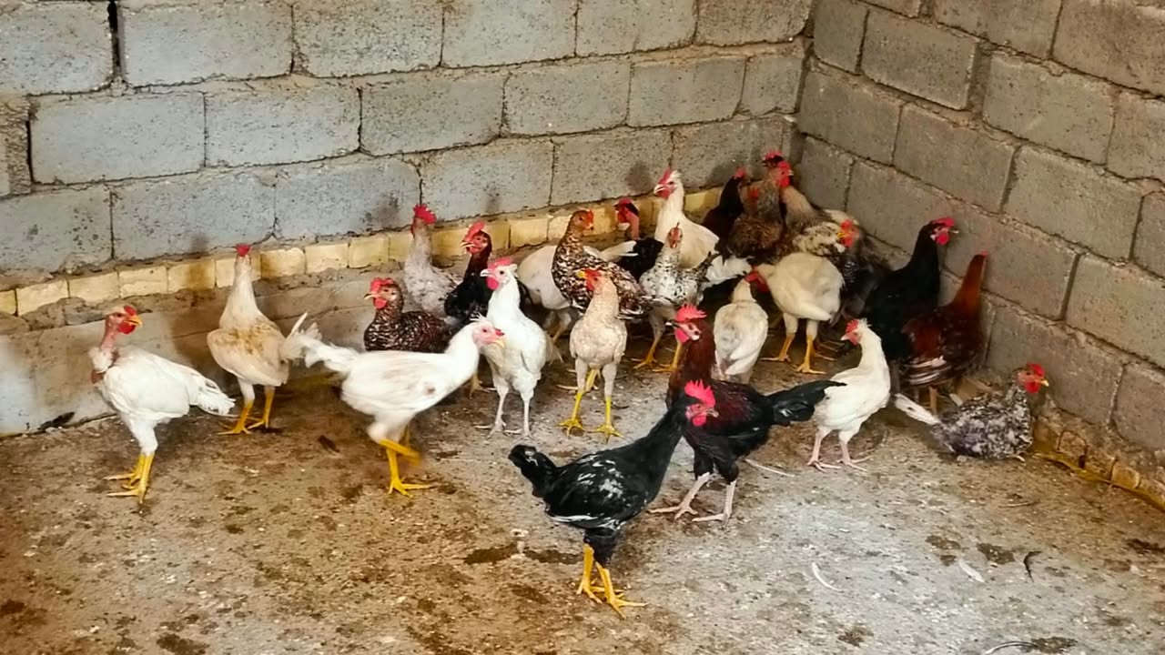 ديوكه • ٣٠ تك • تفاصيل بالتعليقات