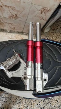 سكنس • فحل • للبيع