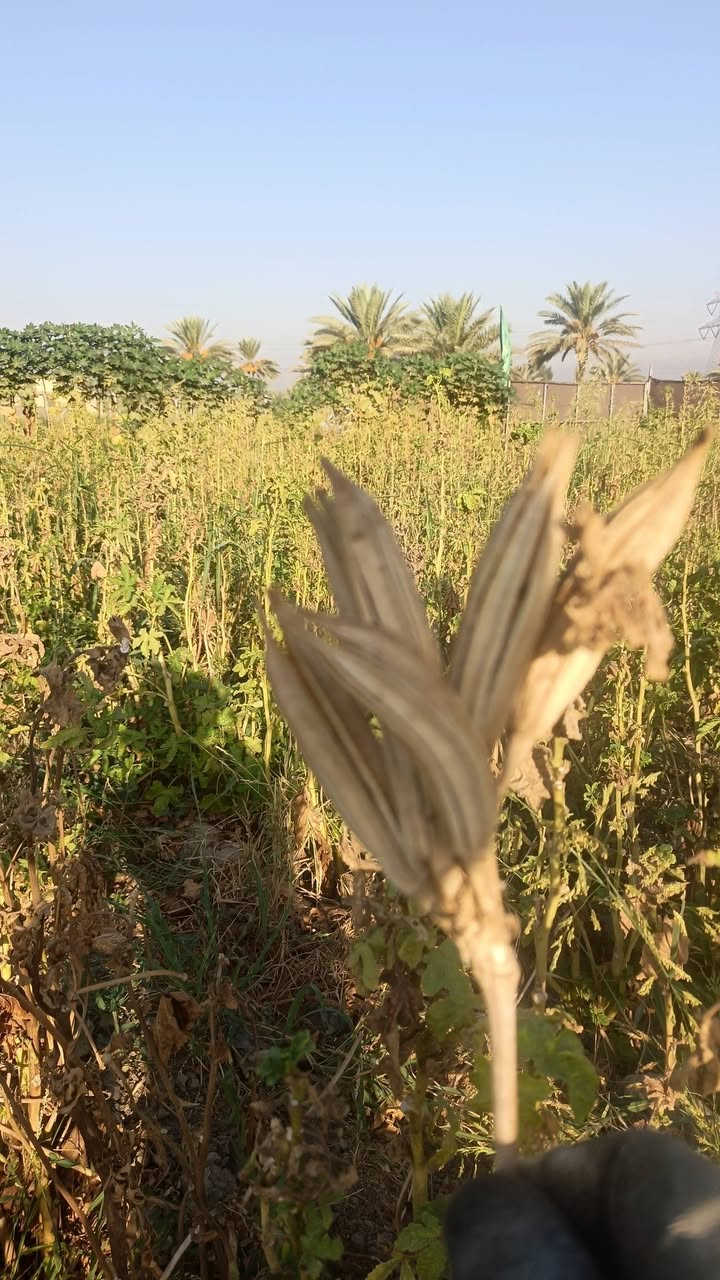 اليوسفية • كفالة • ٤٠يوم