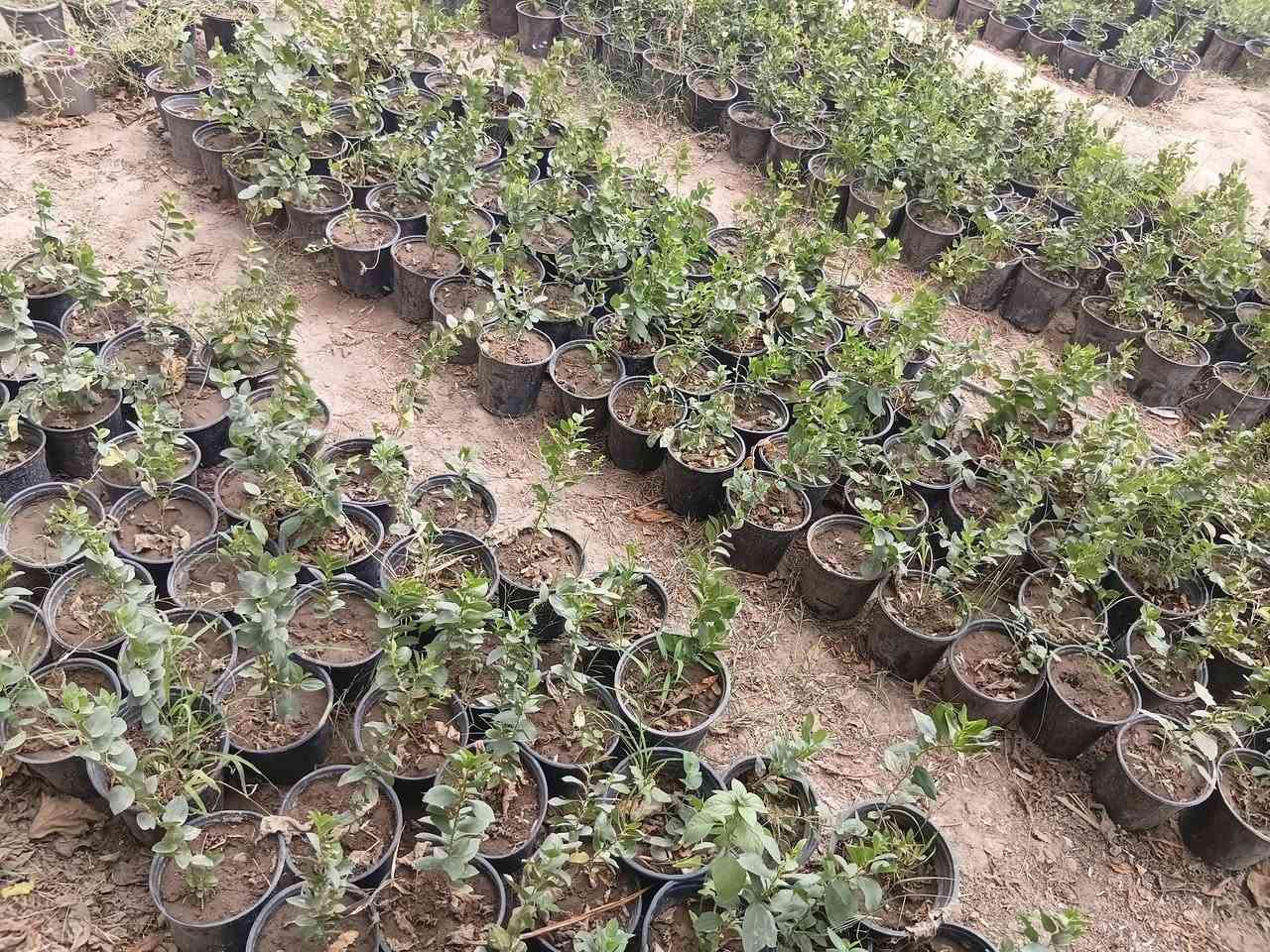 سدر • متاح • للبيع