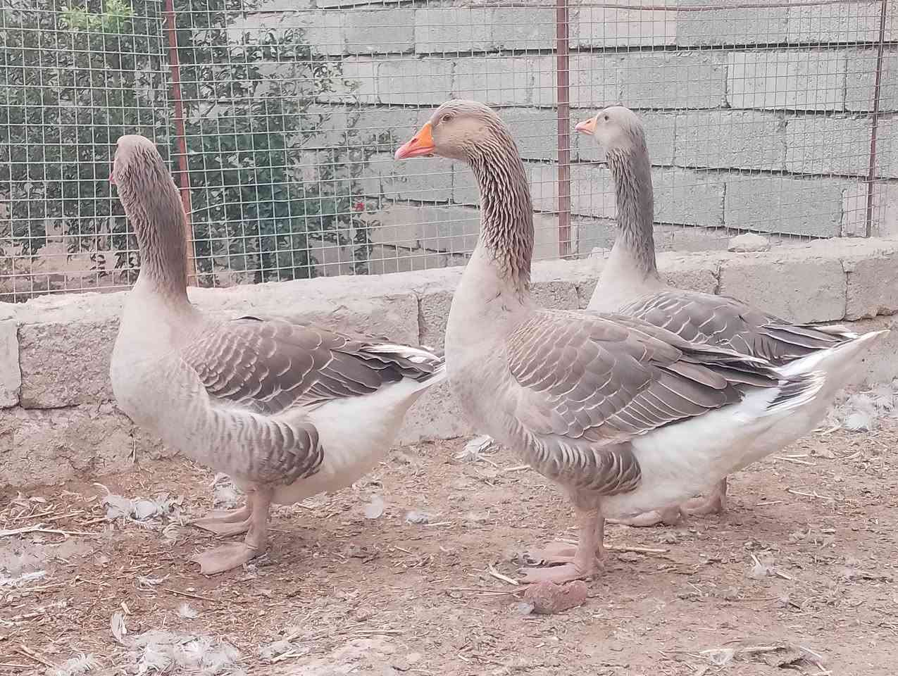 قازات شامي • فحل • مواليد هالسنة