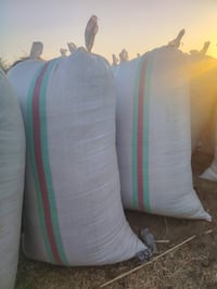 تبن جت • بزر فول • للبيع