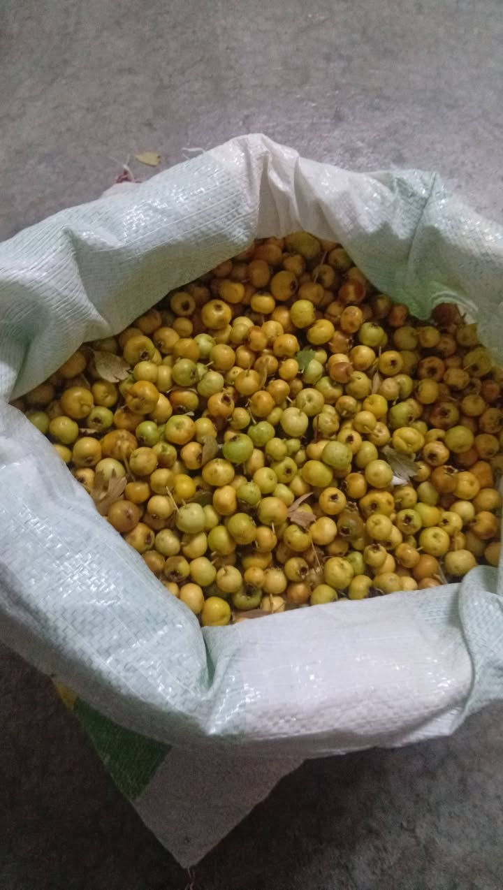 قەرەداغ • للبيع • رخيص