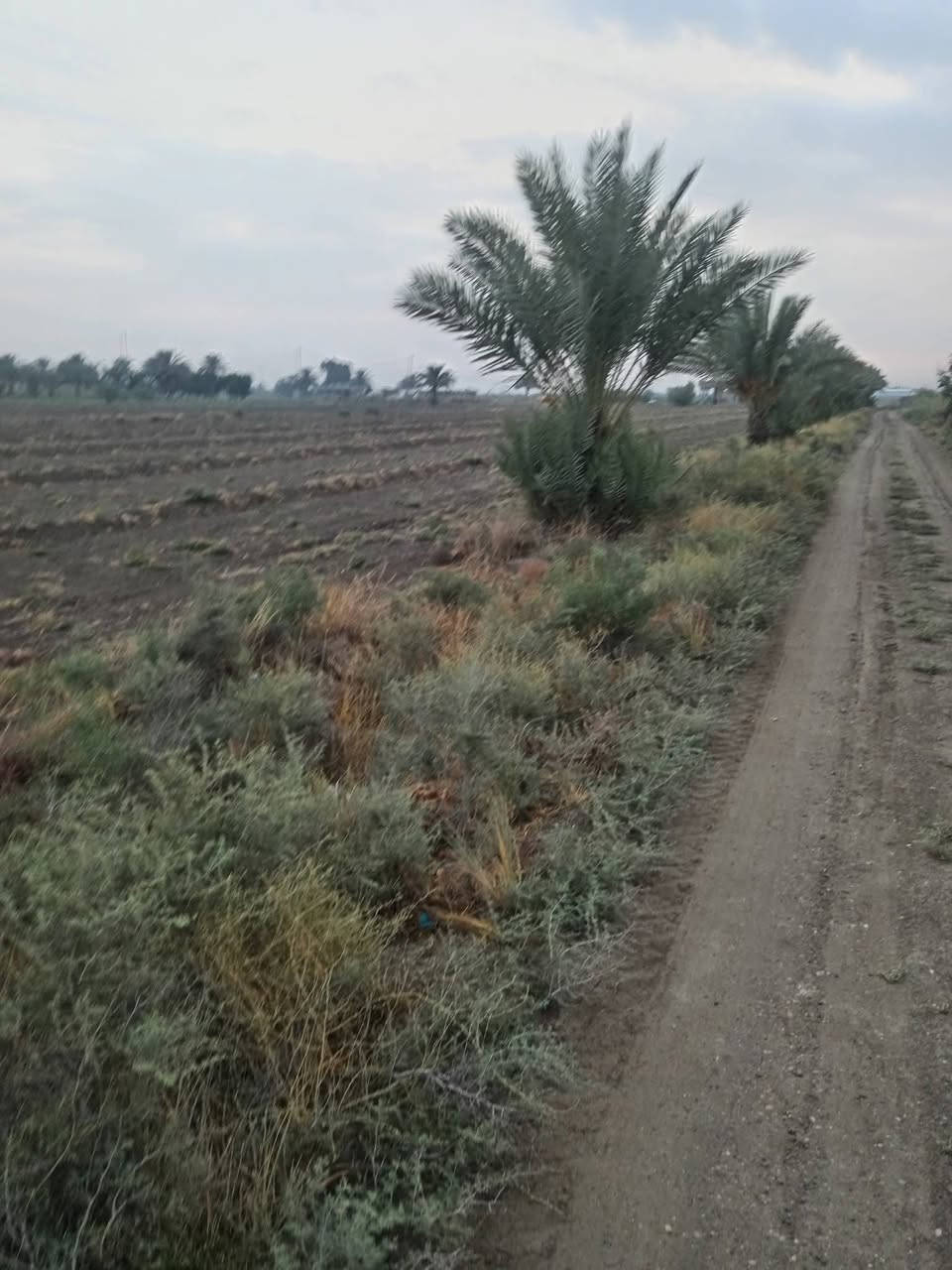 أرض زراعيه • اليوسفيه • دونم مربع