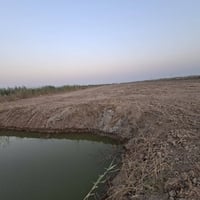 كاع زراعيه • ٩ دونم • المدائن هور