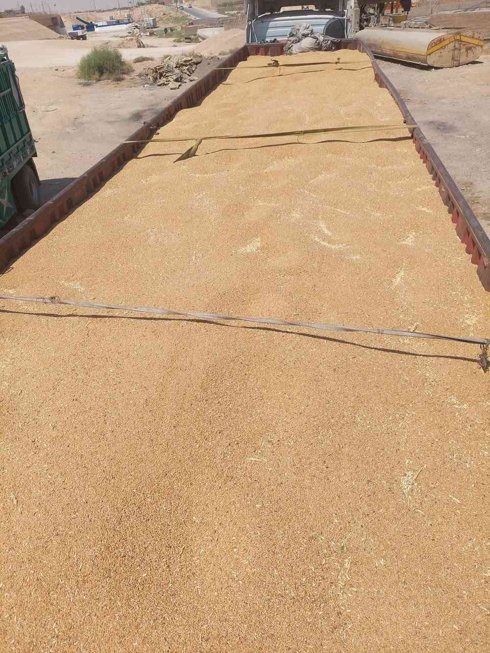 السلام عليكم وصول حنطه ديميه شرط الخبز سعر الطن الواحد ٣٦٥الف الكميه ٩٣طن المكان القائم الشراي يتصل على رقم ***********
